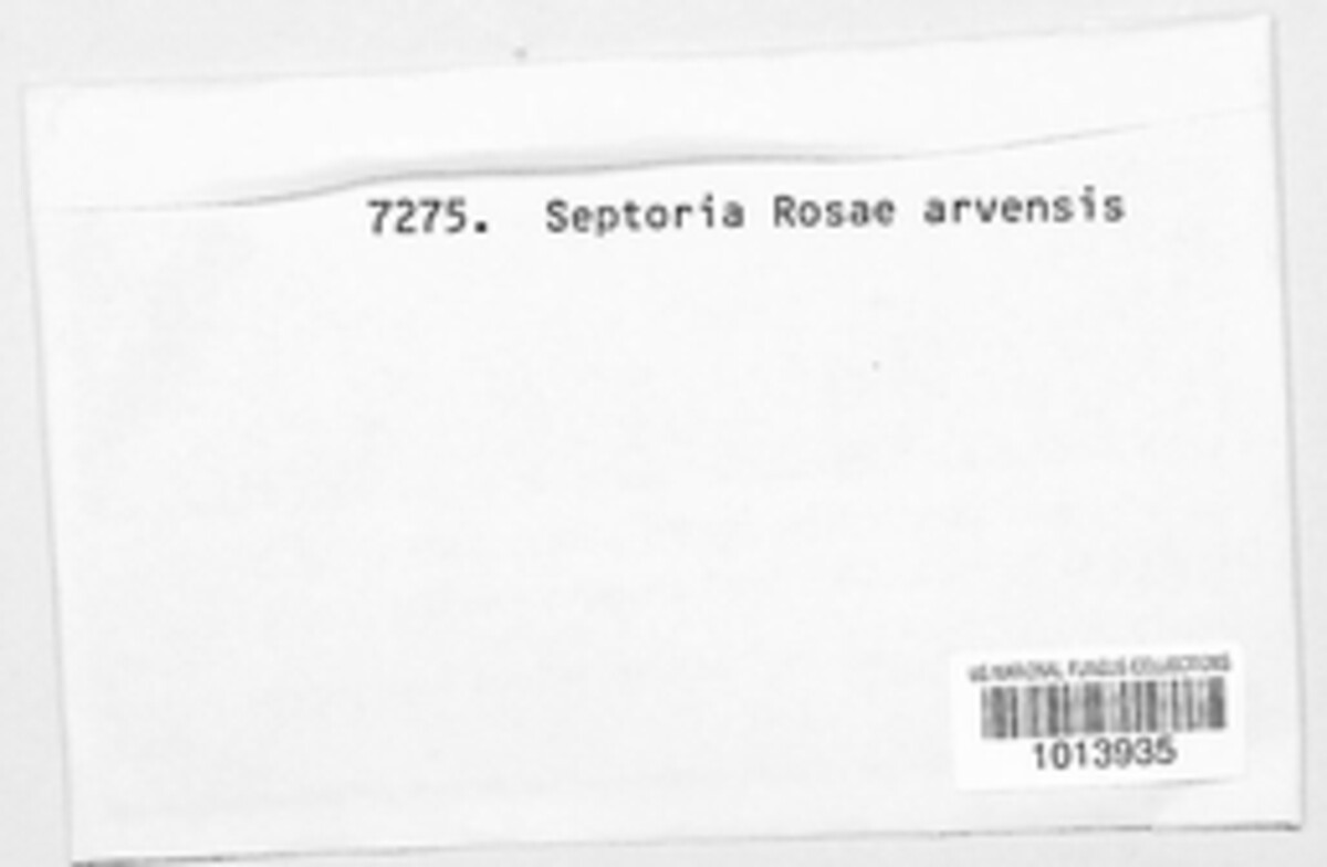 Sphaerulina rehmiana image
